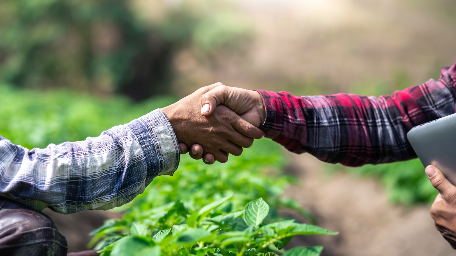 Cultural Respect in Sustainable Supply Chains