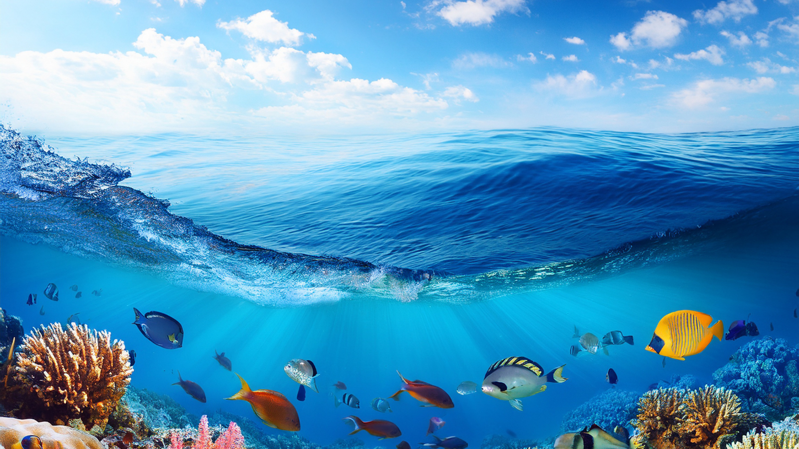 Protecting Our Oceans Through Conscious Shopping