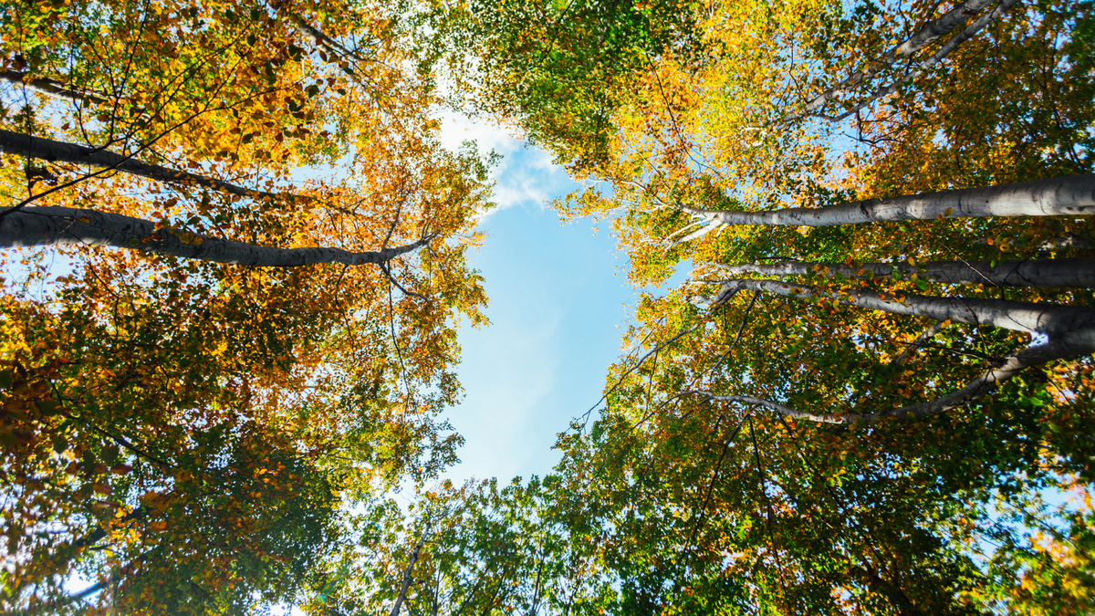 Eco-Friendly Essentials for Fall Transitions