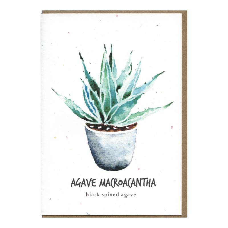 Agave Macroacantha Botanical Card