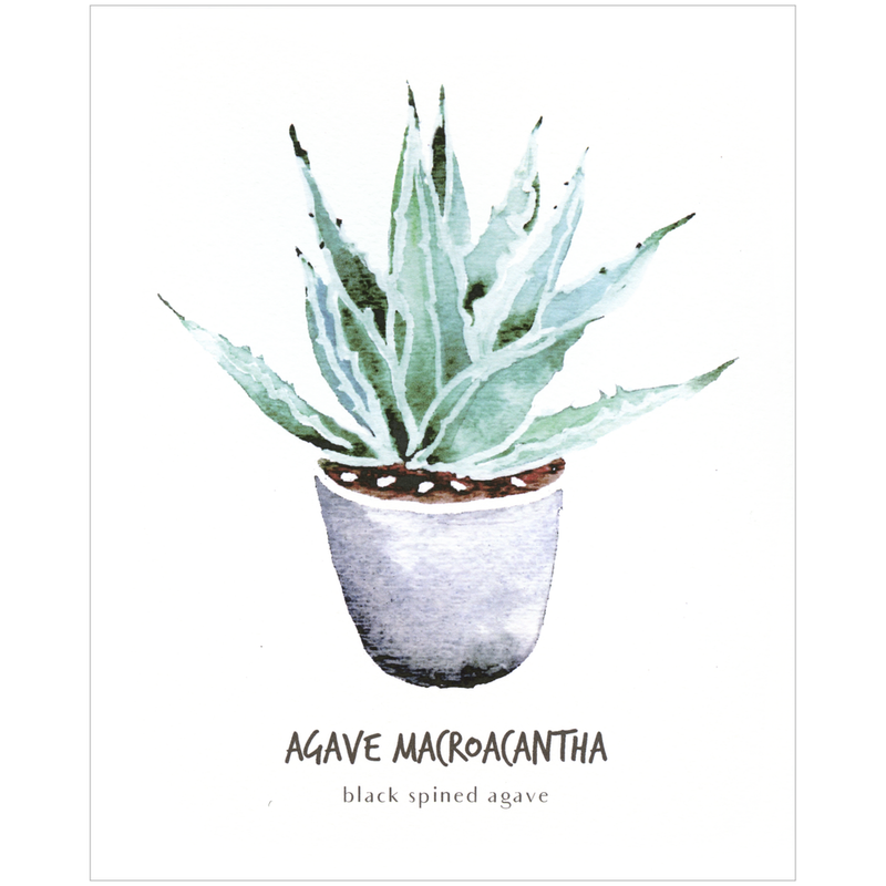 Agave Macroacantha Botanical Print
