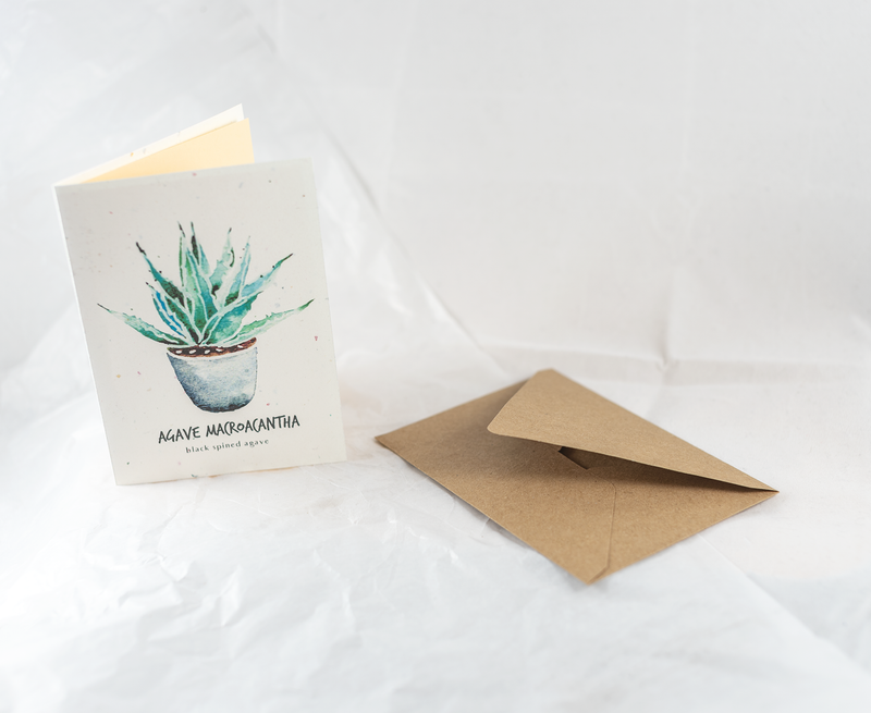 Agave Macroacantha Botanical Card