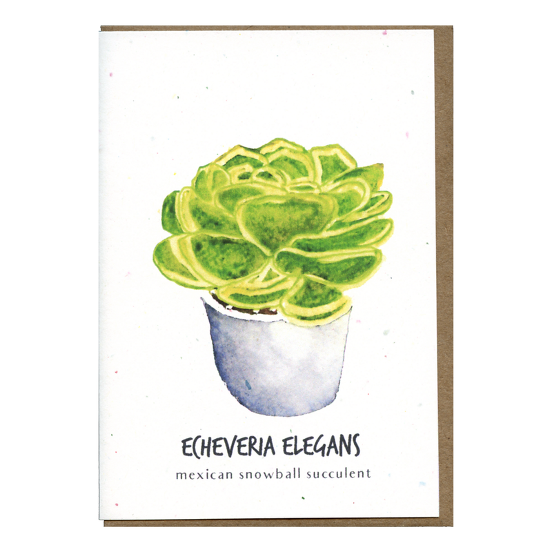 Echeveria Elegans Botanical Card