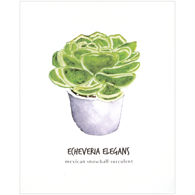 Echeveria Elegans Botanical Print