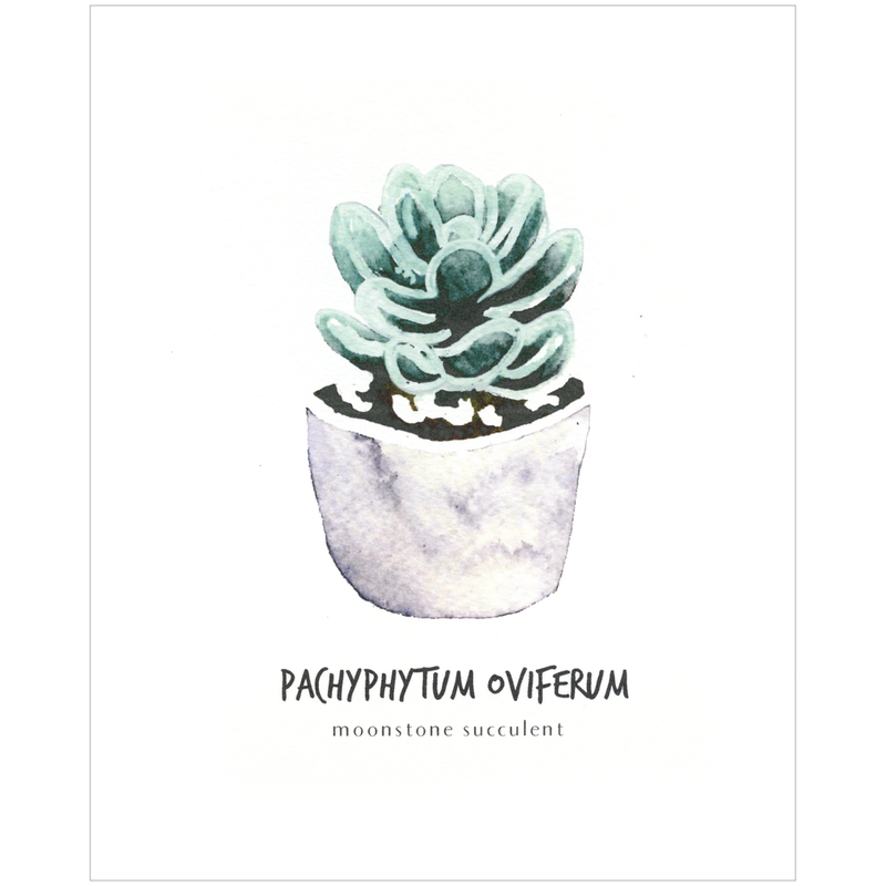 Pachyphytum Oviferum Botanical Print