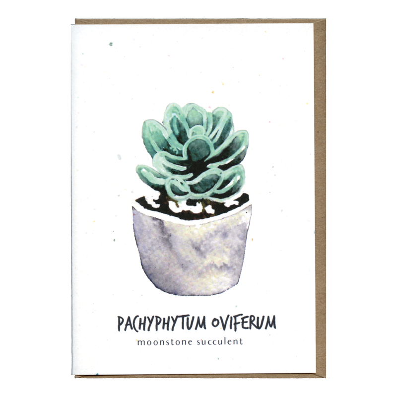 Pachyphytum Oviferum Botanical Card