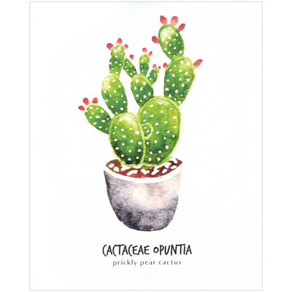 Cactaceae Opuntia Botanical Print