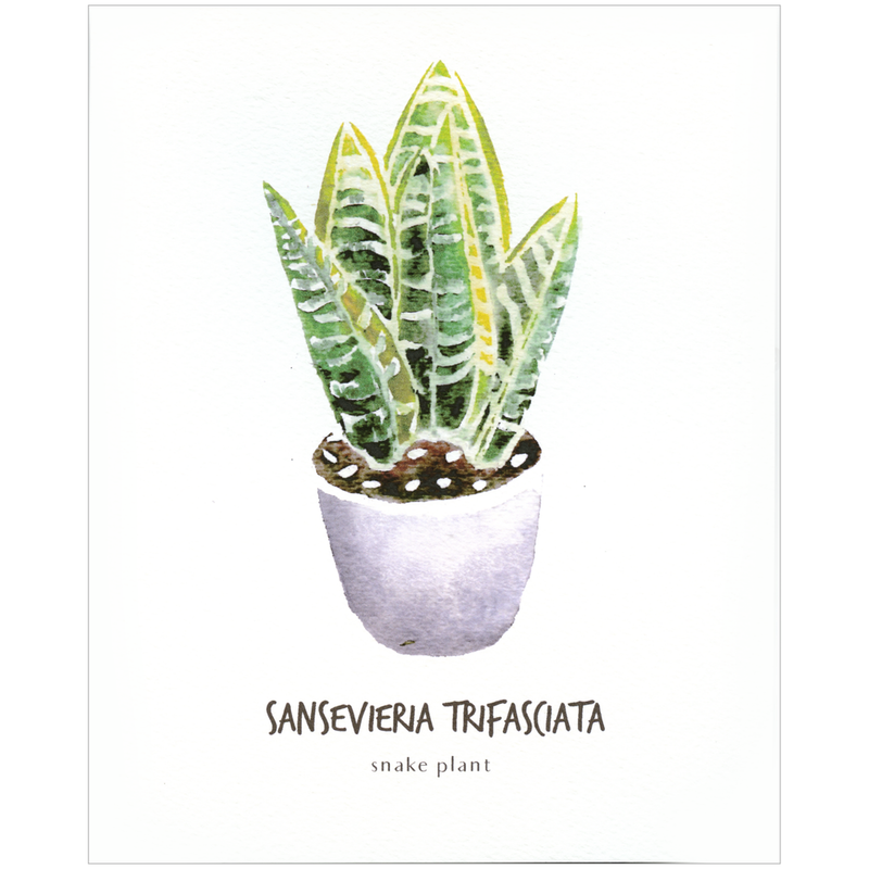 Sansevieria Trifasciata Botanical Print