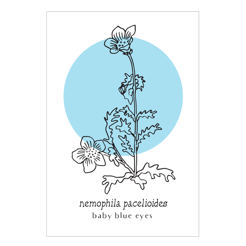Nemophila Pacelioides Umlauf Botanical Print