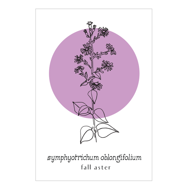 Symphyotrichum Oblongifolium Umlauf Botanical Print