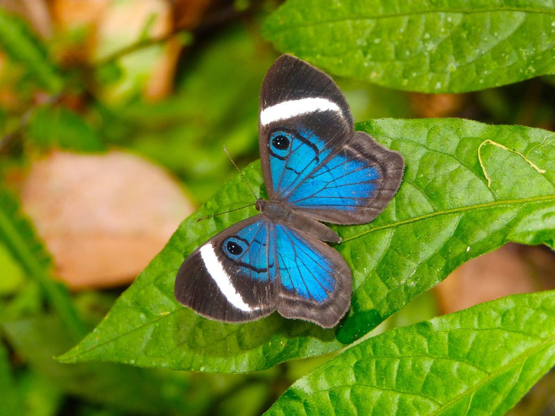 3D Blue Mesosemia Butterfly Earrings