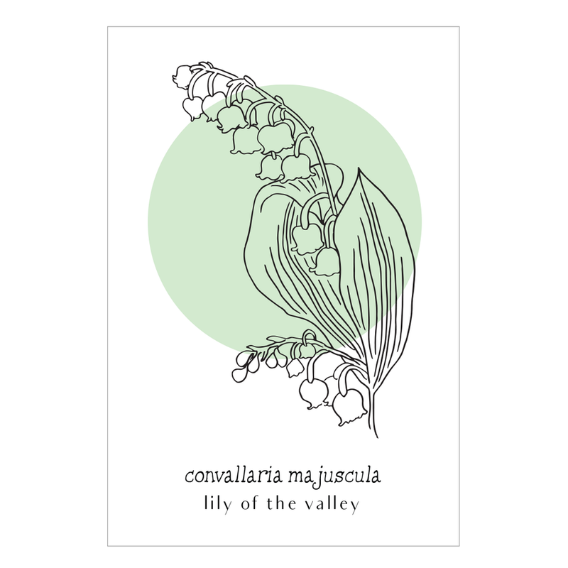 Convallaria Majuscula Umlauf Botanical Print
