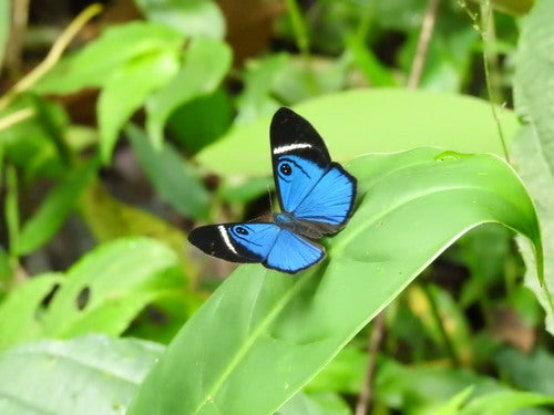 3D Blue Mesosemia Butterfly Earrings