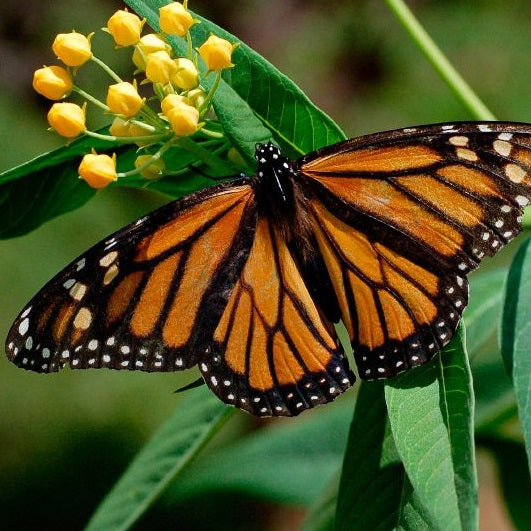 Full Monarch Butterfly Earrings