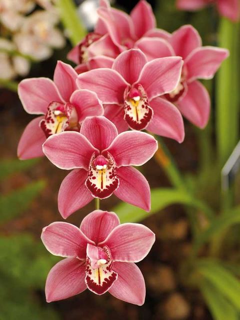 Pink Cymbidium Orchid Earrings