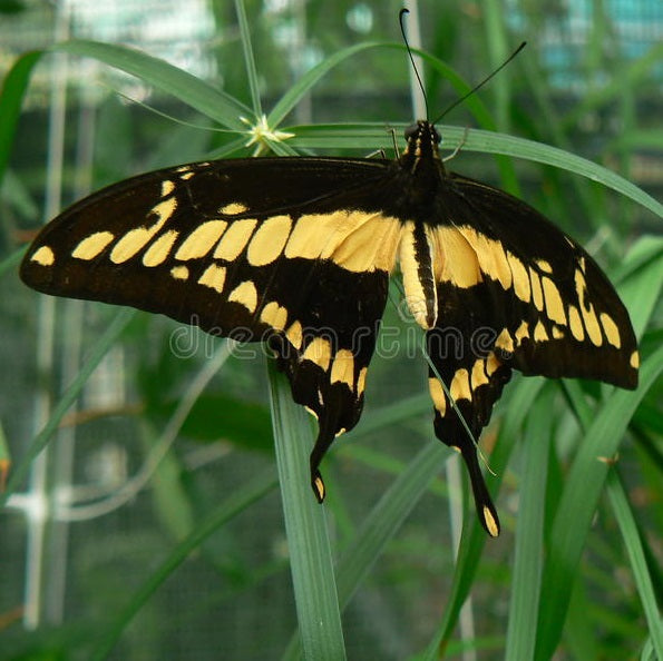 Medium Yellow Butterfly Earrings